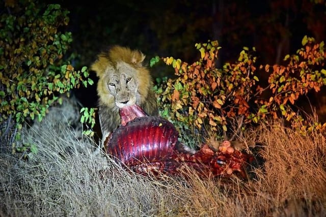 Kruger National Park Night Safari minimum 4people  - Photo 1 of 6